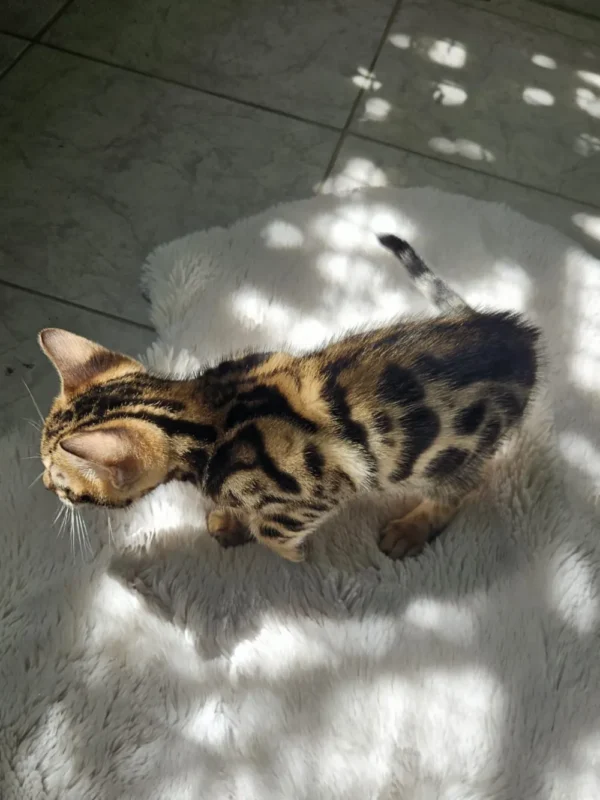 Active male Bengal kitten for sale available now. Active male Bengal kitten for sale available now.