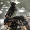 Purebred Bengal kittens available for reservation now.