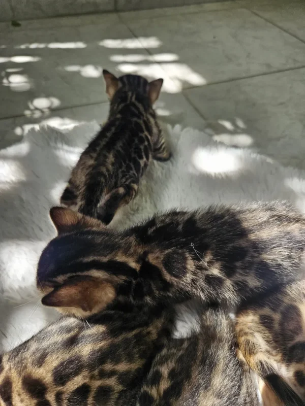 Purebred Bengal kittens available for reservation now.