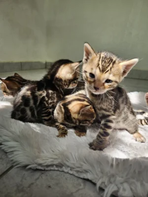 Beautiful male and female Bengal kittens for sale.
