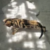 Top quality Bengal kittens for sale with glitter coat. Top quality Bengal kittens for sale with glitter coat.