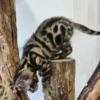 Kvalitetan muški bengalski mačić na prodaju s dostavom u svijet.