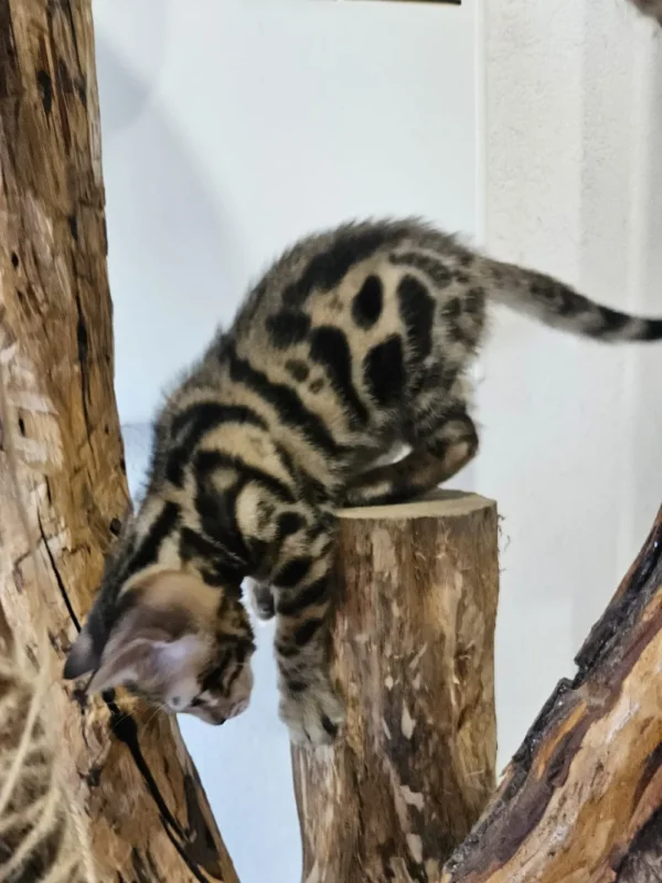 Kvalitetan muški bengalski mačić na prodaju s dostavom u svijet.