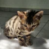 Zdravi bengalski mačići na prodaju uz opciju dostave u EU.