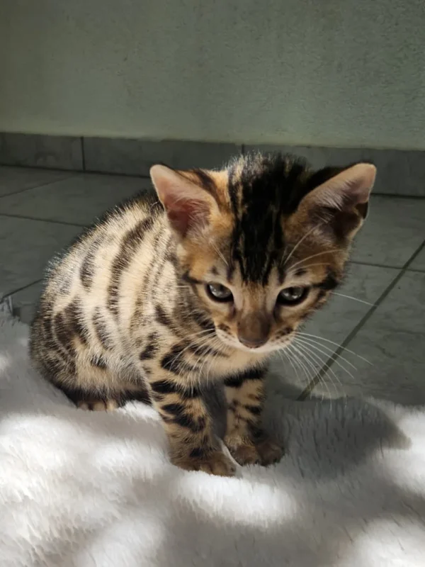 Zdravi bengalski mačići na prodaju uz opciju dostave u EU.