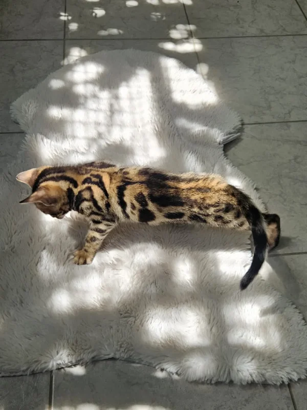 Vrhunski bengalski mačići na prodaju za kupce iz inozemstva.