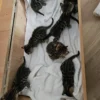 Bengalski mačići na prodaju s dostavom u cijeli svijet.