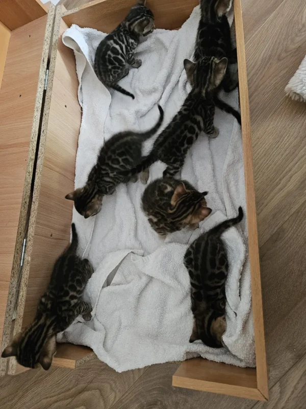 Bengalski mačići na prodaju s dostavom u cijeli svijet.