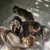 Vrhunski bengalski mačići s rodovnikom na prodaju.