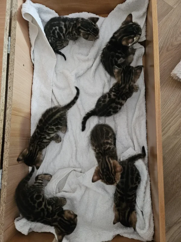 Brown spotted Bengal kittens for sale, male and female.