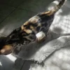 Upit za cijenu i dostavu muškog bengalskog mačića Huge.