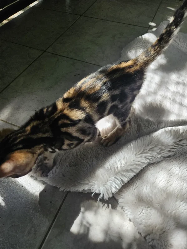 Upit za cijenu i dostavu muškog bengalskog mačića Huge.
