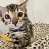 Ekskluzivni muški bengalski mačić na prodaju traži dom u Europi.