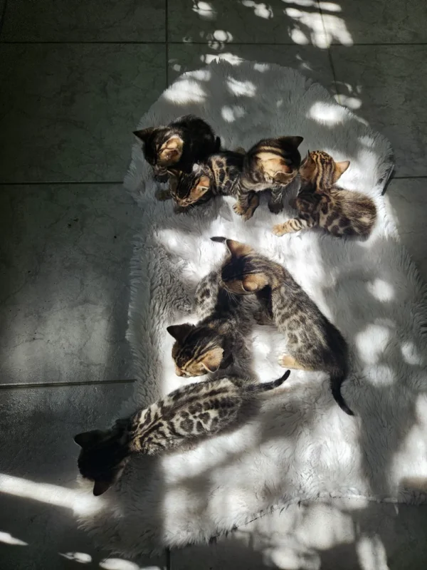 Female Bengal kitten for sale, shipping to Italy.
