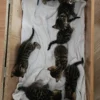 Well socialized female Bengal kitten for sale.