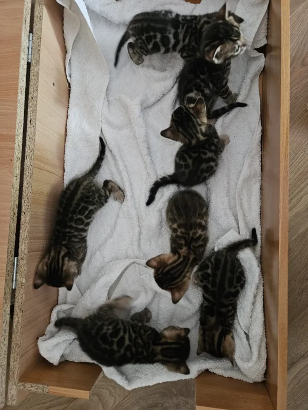 Well socialized female Bengal kitten for sale.
