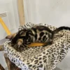 Very friendly and socialized male Bengal kitten Hugo. Very friendly and socialized male Bengal kitten Hugo.