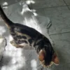 Hugo, the gentle giant male Bengal kitten for sale. Hugo, the gentle giant male Bengal kitten for sale.