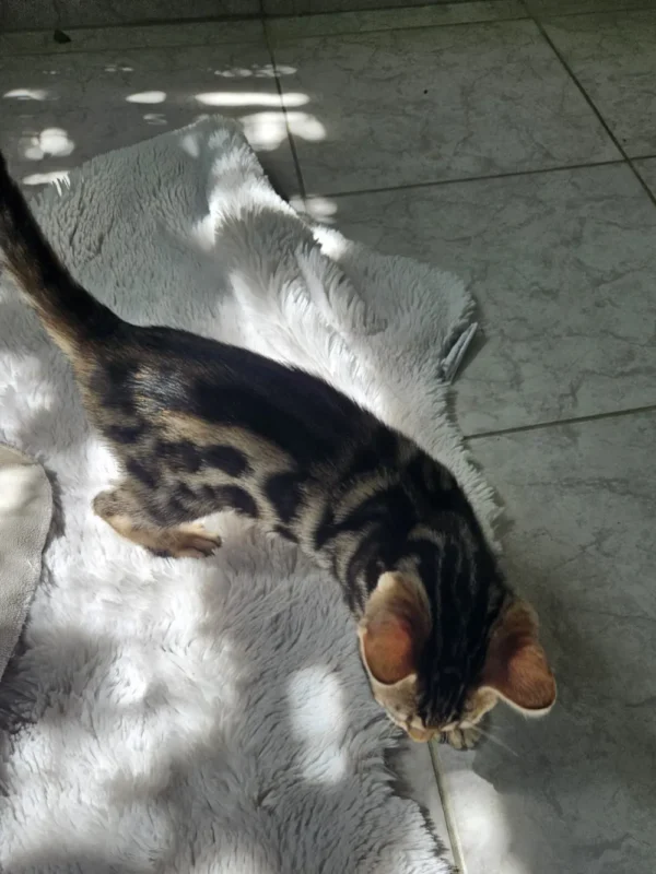 Hugo, the gentle giant male Bengal kitten for sale. Hugo, the gentle giant male Bengal kitten for sale.