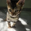 Send inquiry to reserve male Bengal kitten Hugo. Send inquiry to reserve male Bengal kitten Hugo.