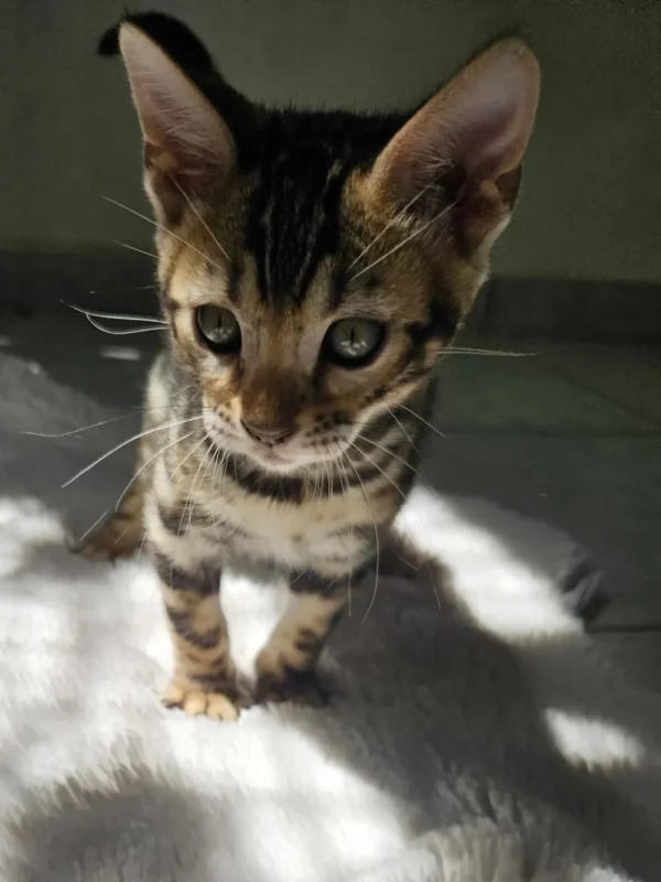 Send inquiry to reserve male Bengal kitten Hugo. Send inquiry to reserve male Bengal kitten Hugo.