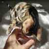 Stunning rosettes on male Bengal kitten Hugo for sale. Stunning rosettes on male Bengal kitten Hugo for sale.