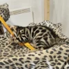 Hugo je najveći muški bengalski mačić na prodaju.