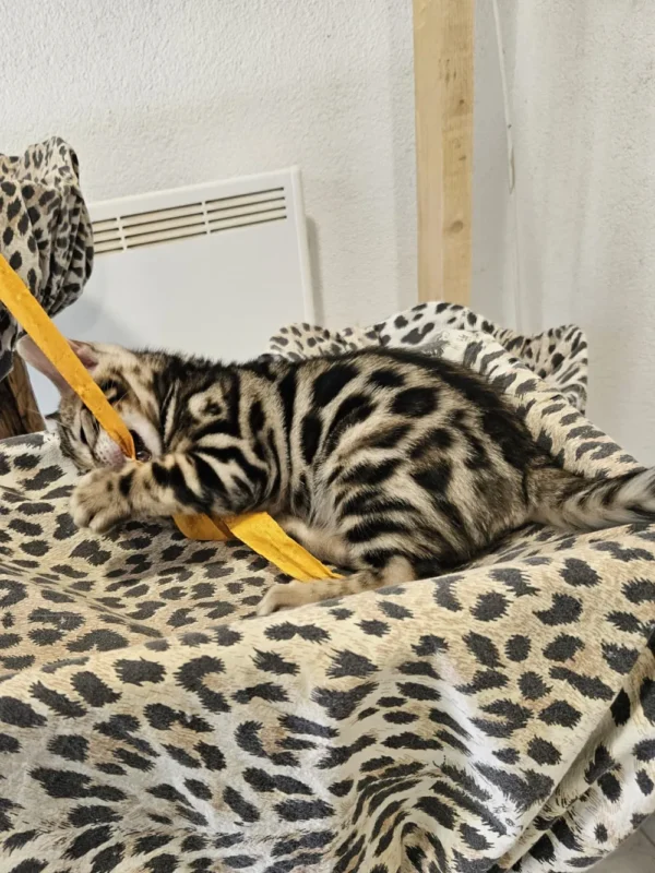 Hugo je najveći muški bengalski mačić na prodaju.