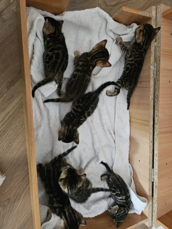 Kako kupiti i rezervirati bengalskog mačića.
