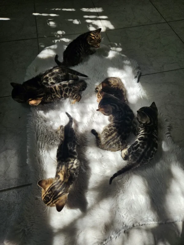 Kvalitetni bengalski mačići prodaja, dostava na vrata u EU.
