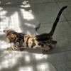 Luksuzni muški bengalski mačići na prodaju s međunarodnom dostavom.