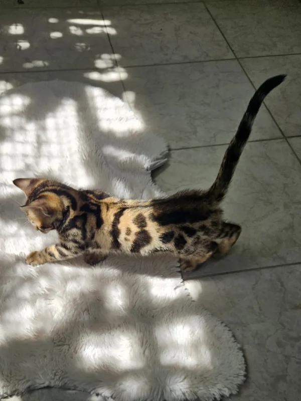 Luksuzni muški bengalski mačići na prodaju s međunarodnom dostavom.