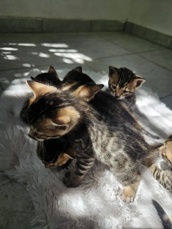 Male and female Bengal kittens for sale playing together.