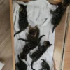 Active and playful male Bengal kitten for sale.