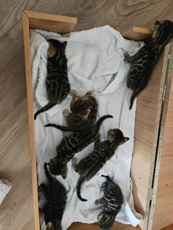 Active and playful male Bengal kitten for sale.