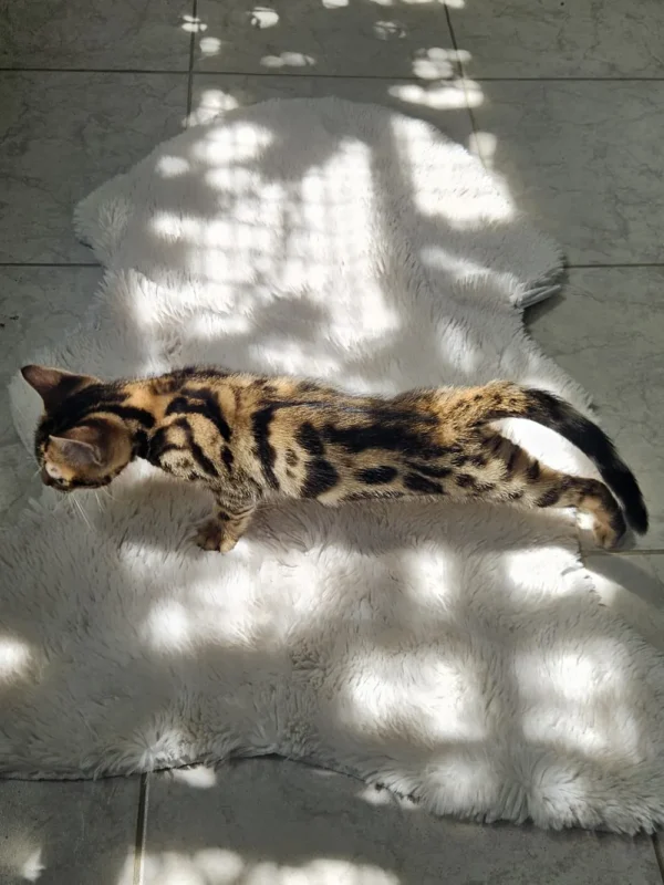 Strong male Bengal kitten for sale standing on a scratcher. Strong male Bengal kitten for sale standing on a scratcher.