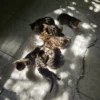 Information on male Bengal kitten for sale price in Europe.