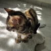 Muški bengalski mačić dostupan za prodaju u Hrvatskoj i Europi.