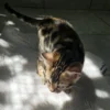 Muški bengalski mačić Hugo s cat-bengal.com.