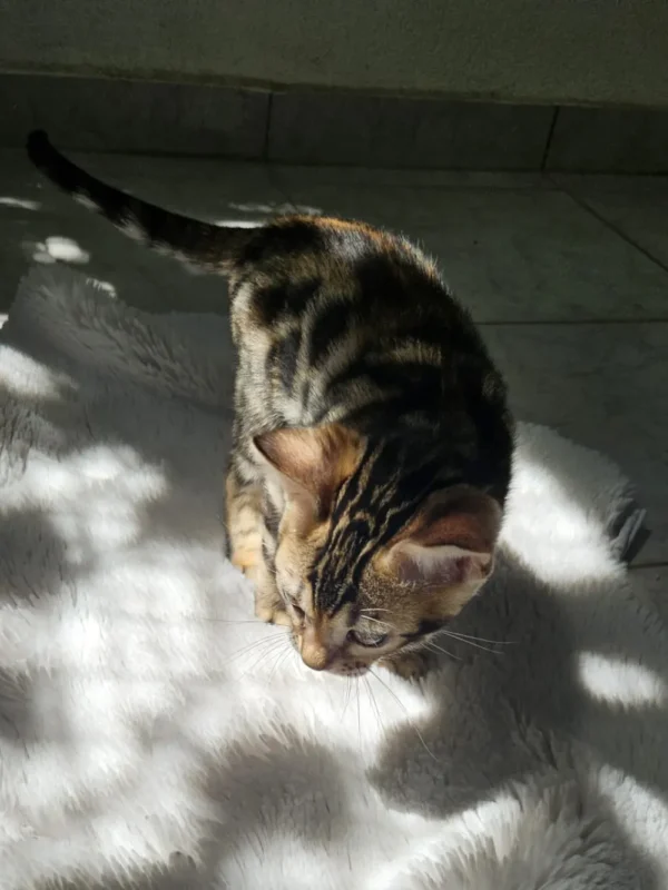 Muški bengalski mačić Hugo s cat-bengal.com.