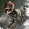 Muški bengalski mačić Hugo na prodaju, najveći u leglu.