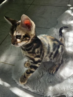 Muški bengalski mačić Hugo na prodaju, najveći u leglu. Muški bengalski mačić Hugo na prodaju, najveći u leglu.