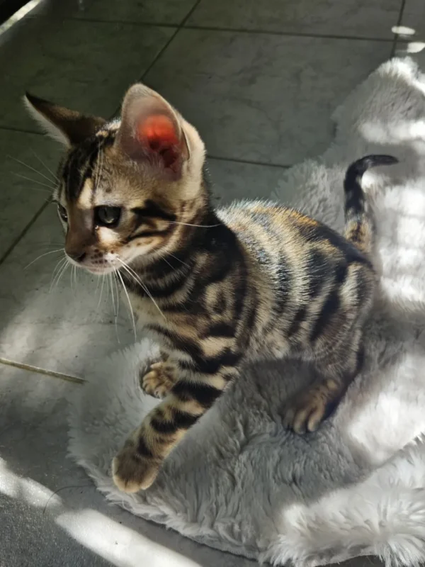 Muški bengalski mačić Hugo na prodaju, najveći u leglu.
