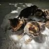 Kvalitetan muški bengalski mačić na prodaju u Europi.