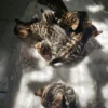 Muški bengalski mačić na prodaju, dostava za Austriju.