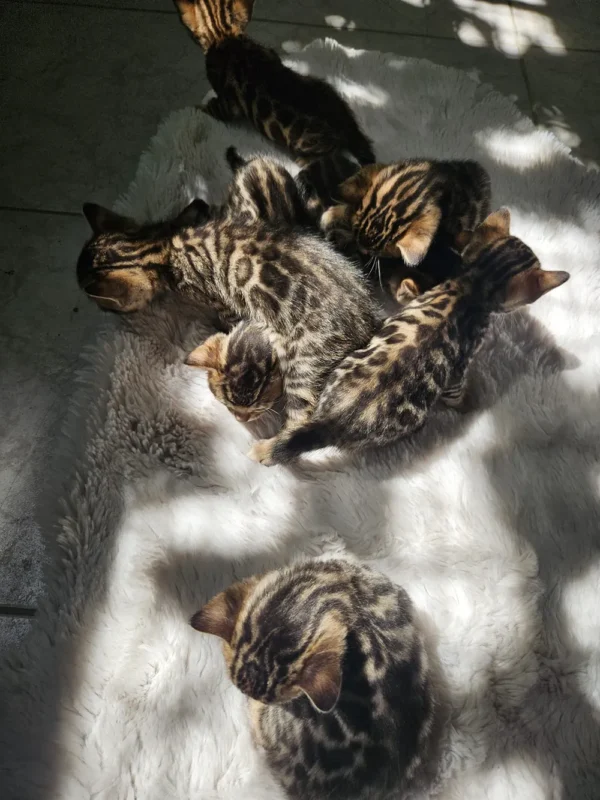 Muški bengalski mačić na prodaju, dostava za Austriju.
