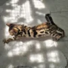 Muški bengalski mačić na prodaju spreman za put u Francusku.