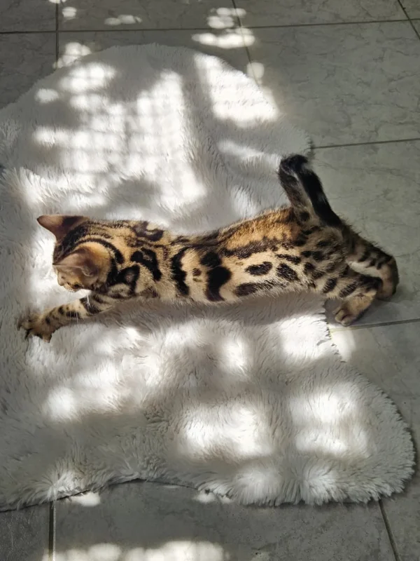Muški bengalski mačić na prodaju spreman za put u Francusku.