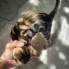 Muški bengalski mačić prodaja, dostava za Njemačku.