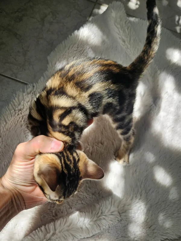 Muški bengalski mačić prodaja, dostava za Njemačku.